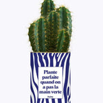 Plante parfaite quand on a pas la main verte - Plante Cactus varié