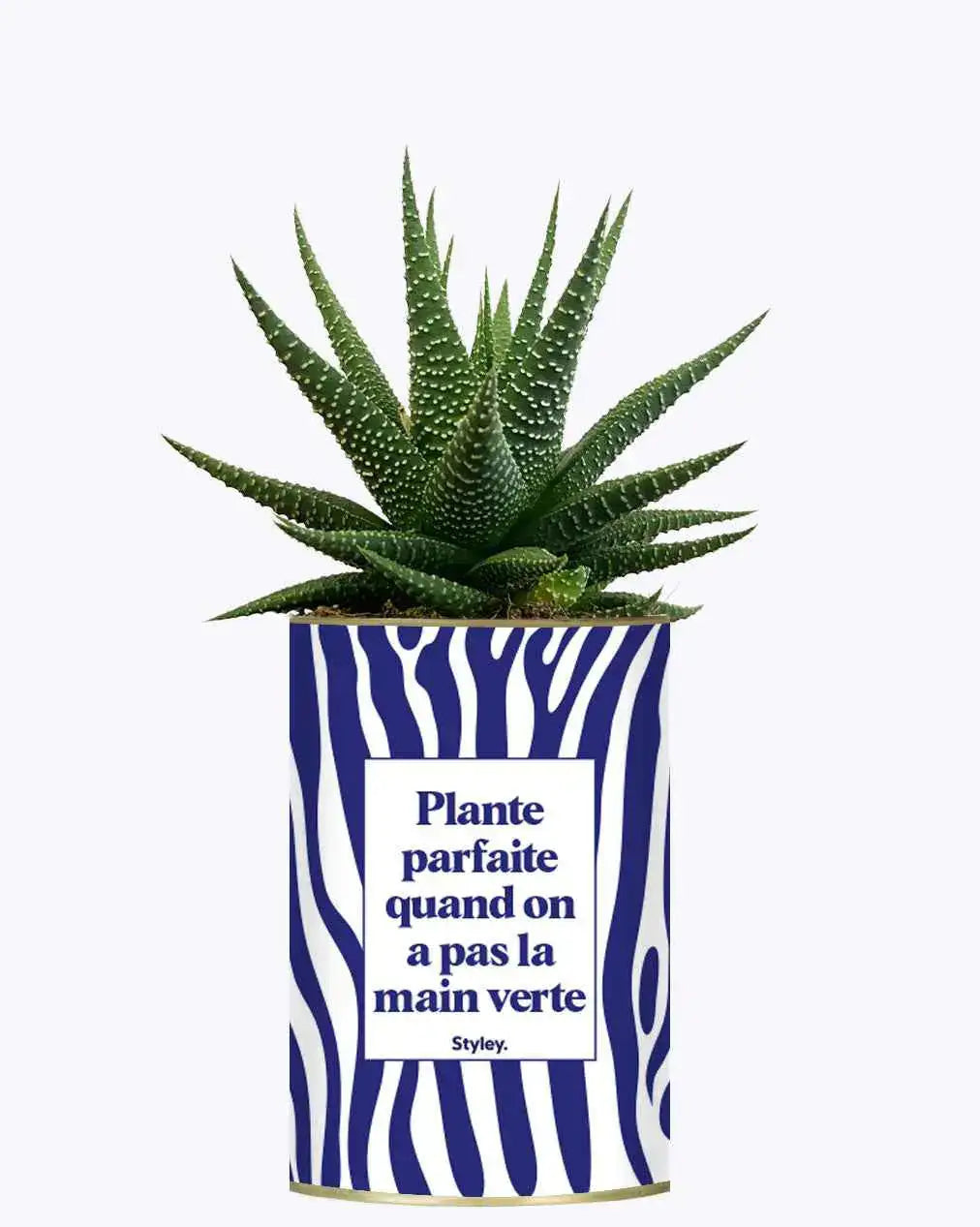 Plante parfaite quand on a pas la main verte - Plante
