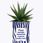 Plante parfaite quand on a pas la main verte - Plante