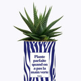 Plante parfaite quand on a pas la main verte - Plante