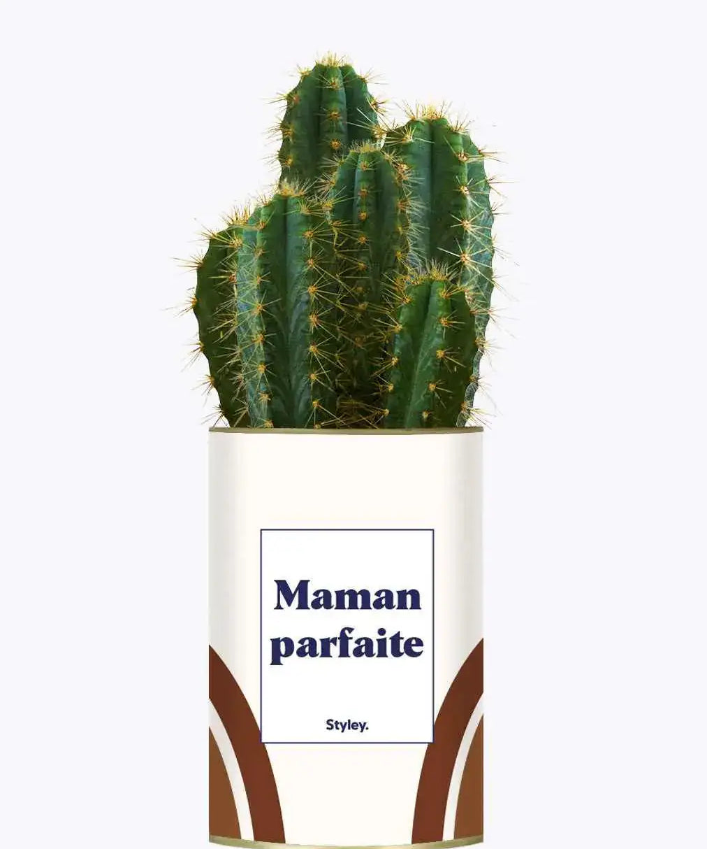 Maman parfaite - Plante Cactus varié