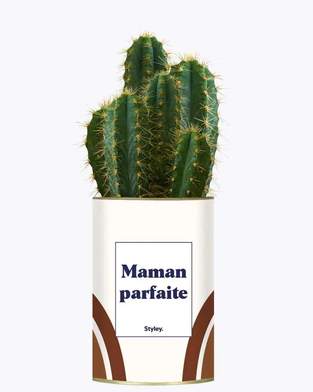 Maman parfaite - Plante Cactus varié