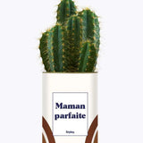 Maman parfaite - Plante Cactus varié