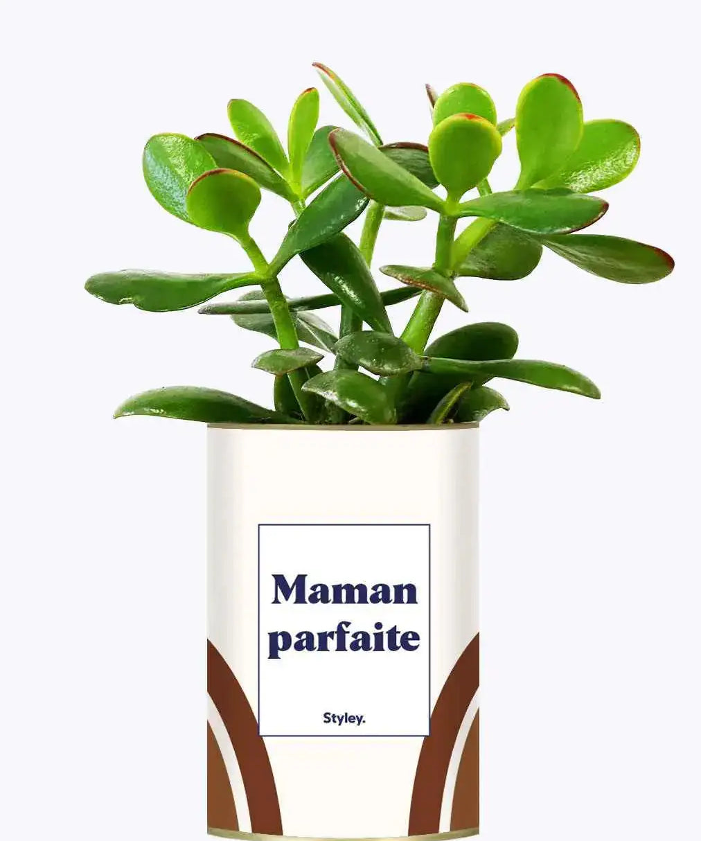 Maman parfaite - Plante Crassula varié