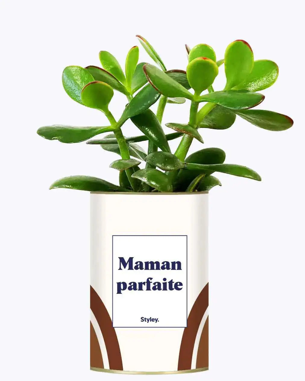 Maman parfaite - Plante Crassula varié