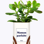 Maman parfaite - Plante Crassula varié