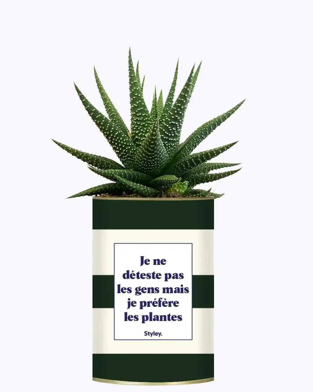 Je ne déteste pas les gens mais je préfère les plantes - Plante Haworthia varié