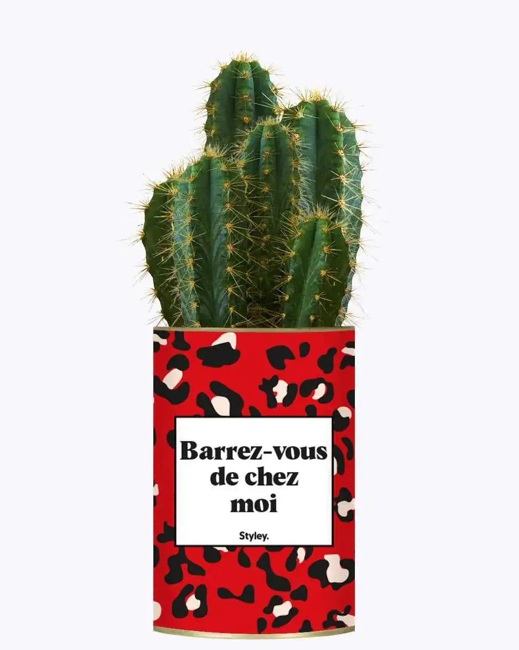 Barrez-vous de chez moi - Plante Cactus varié