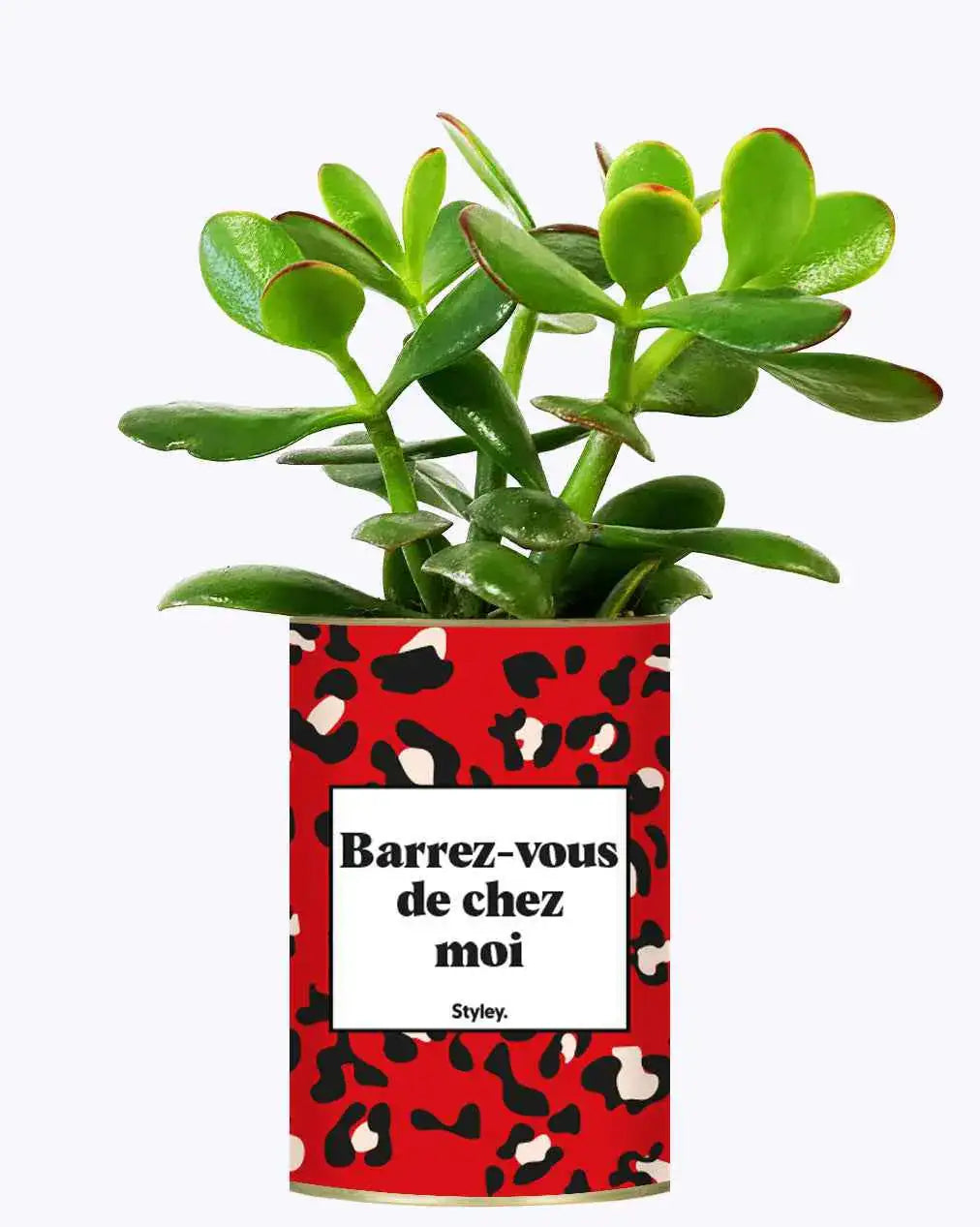 Barrez-vous de chez moi - Plante Crassula varié