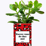 Barrez-vous de chez moi - Plante Crassula varié