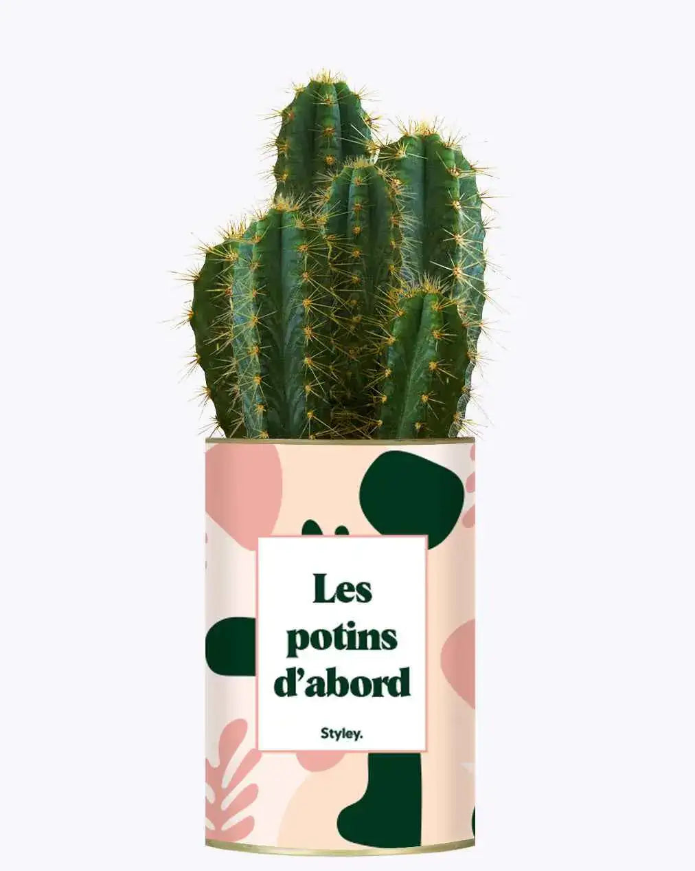Les potins d'abord - Plante Cactus varié