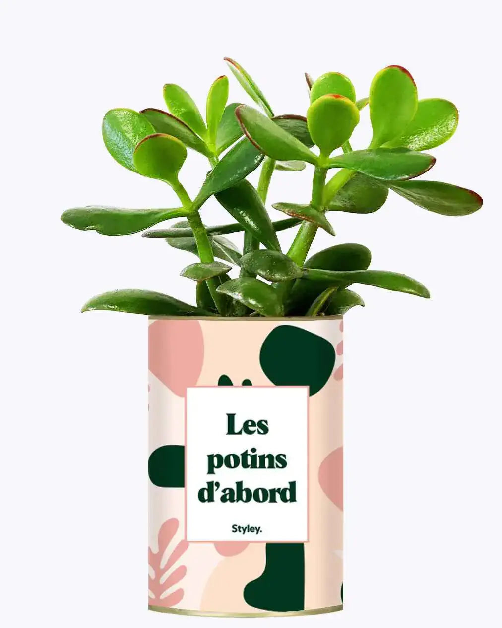 Les potins d'abord - Plante Crassula varié