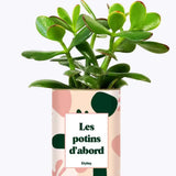Les potins d'abord - Plante Crassula varié