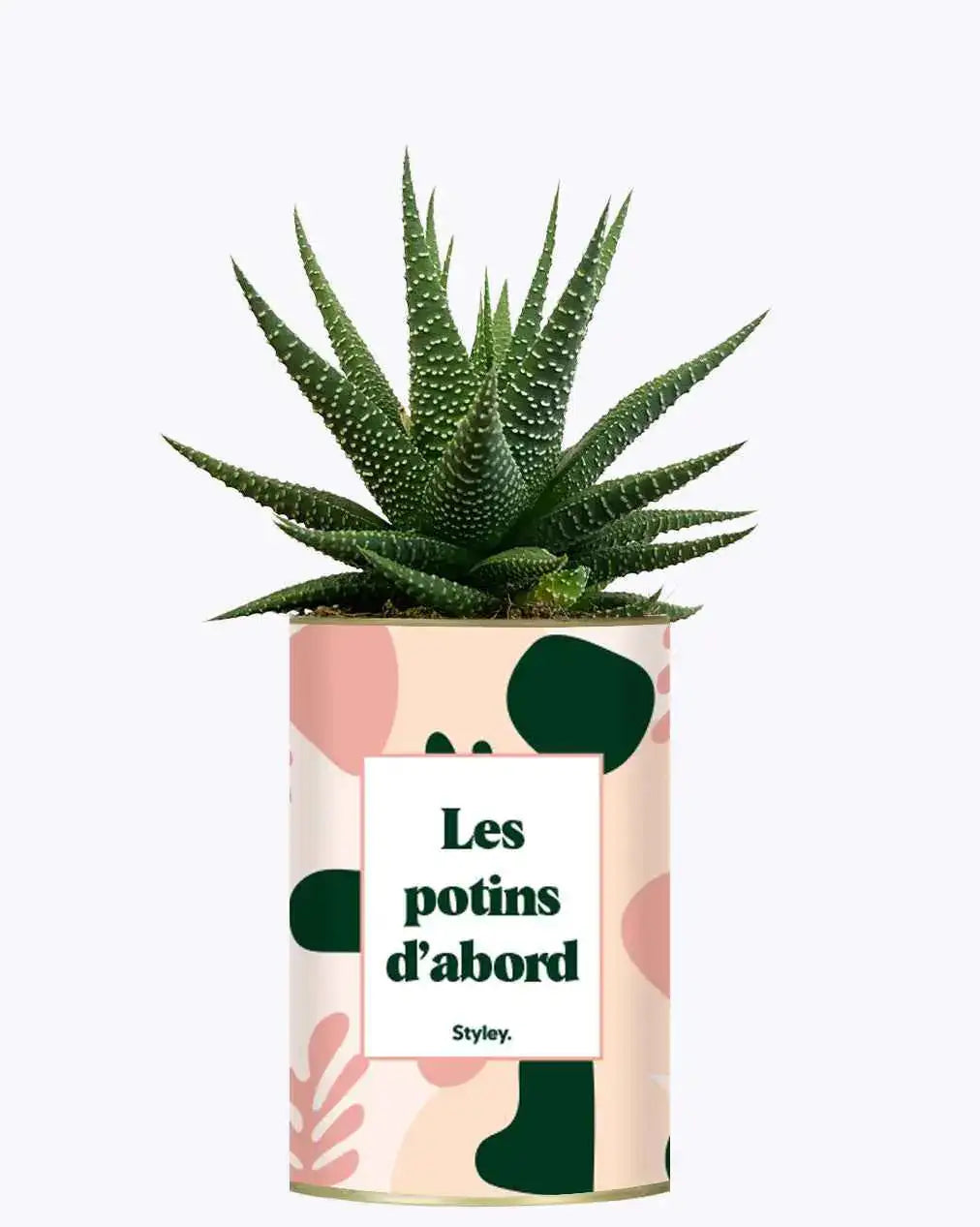Les potins d'abord - Plante Haworthia varié