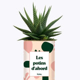 Les potins d'abord - Plante Haworthia varié