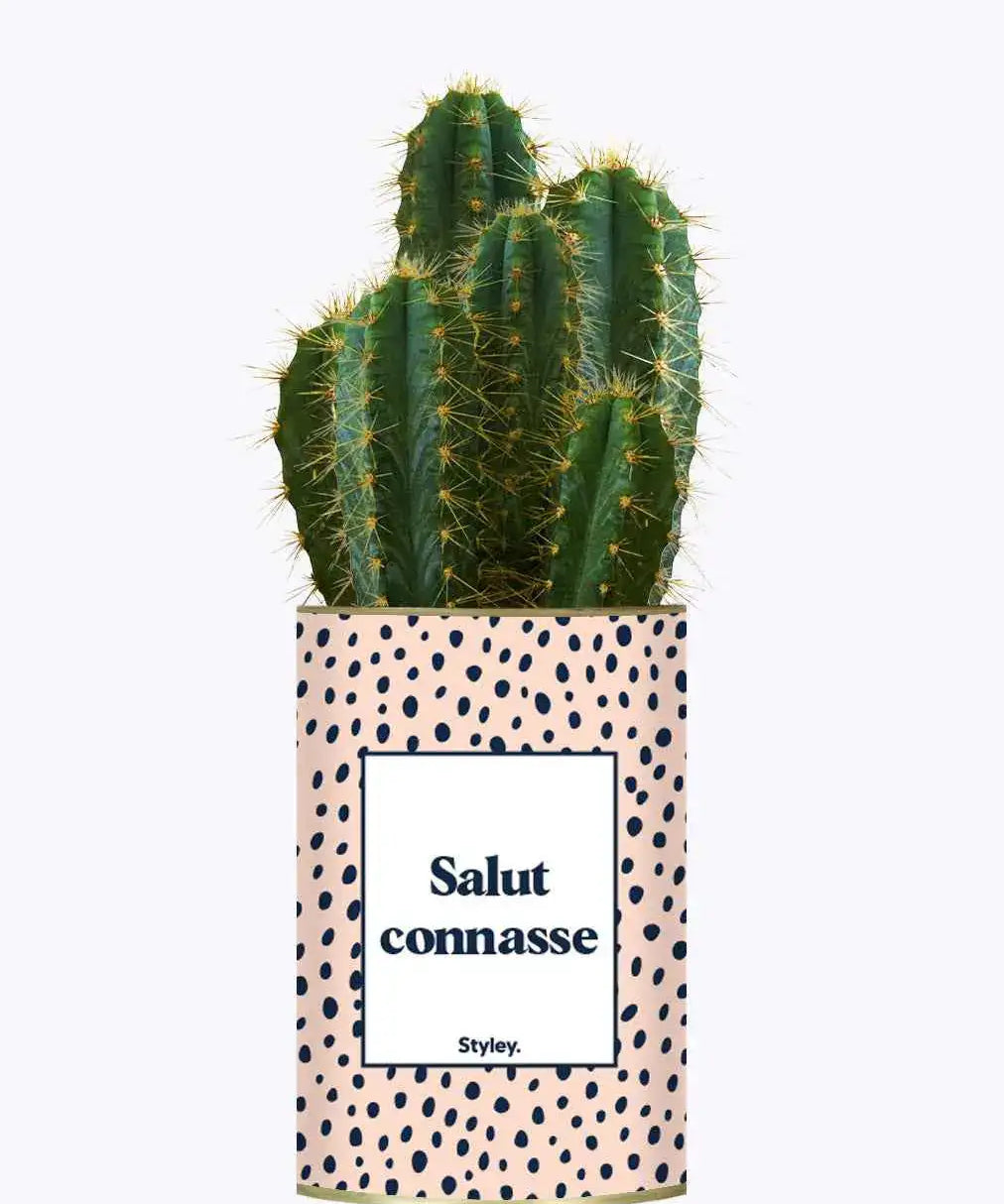 Salut Connasse - Plante Cactus varié