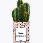 Salut Connasse - Plante Cactus varié