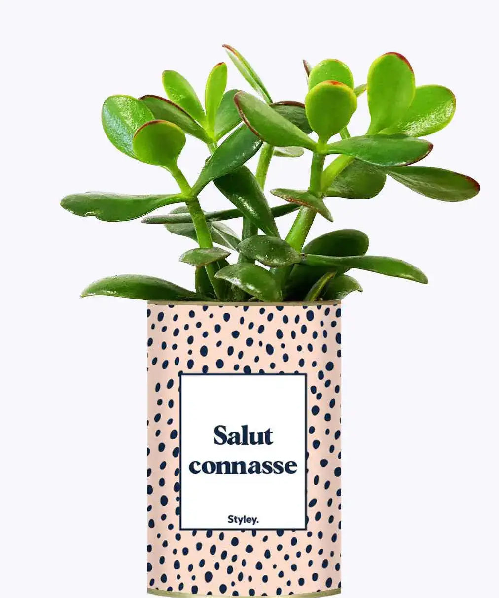 Salut Connasse - Plante Crassula varié