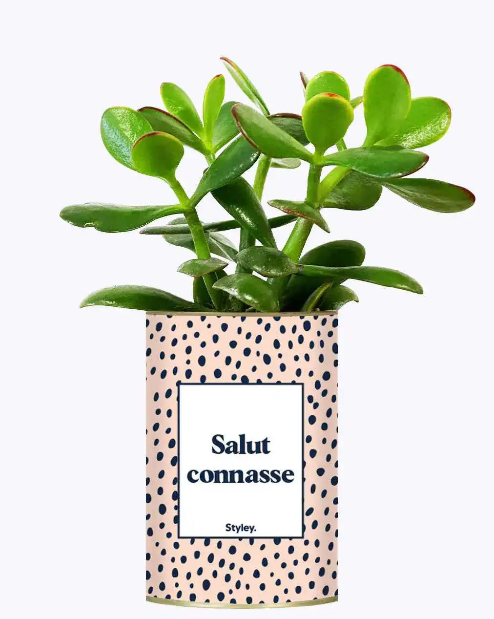 Salut Connasse - Plante Crassula varié