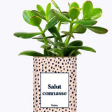 Salut Connasse - Plante Crassula varié
