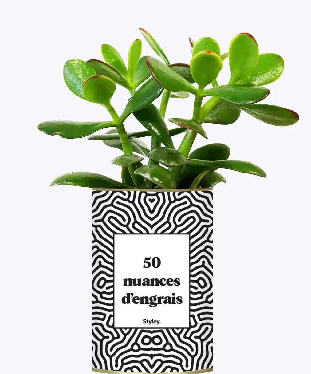 50 Nuances d'engrais - Plante Crassula varié
