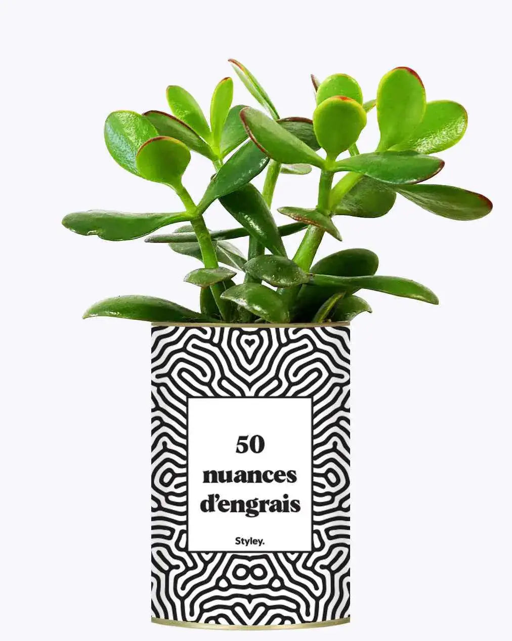 50 Nuances d'engrais - Plante Crassula varié
