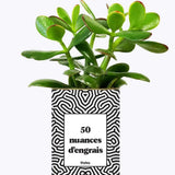50 Nuances d'engrais - Plante Crassula varié