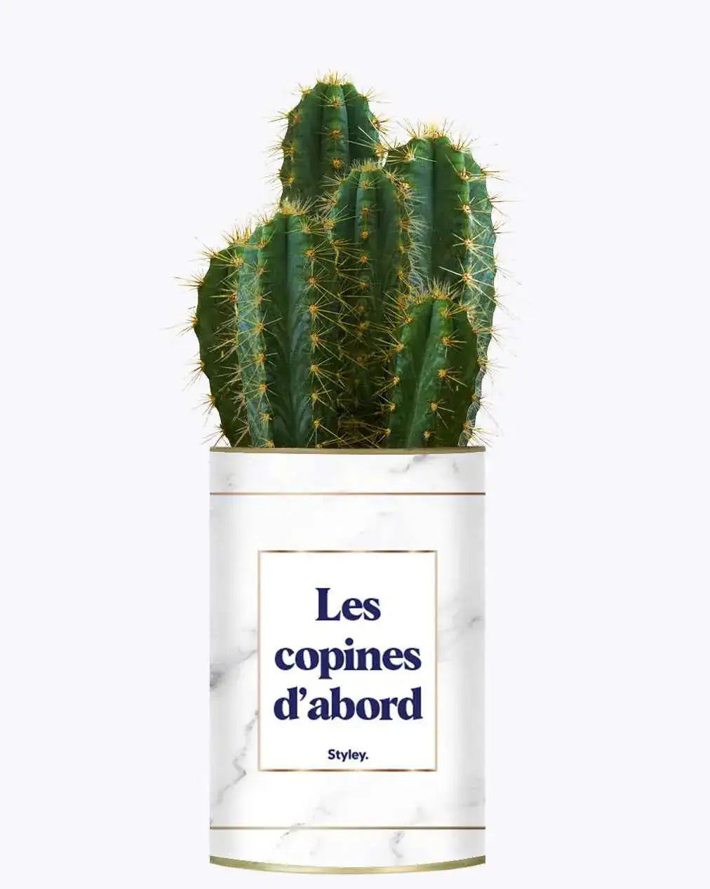 Les copines d'abord - Plante Cactus varié