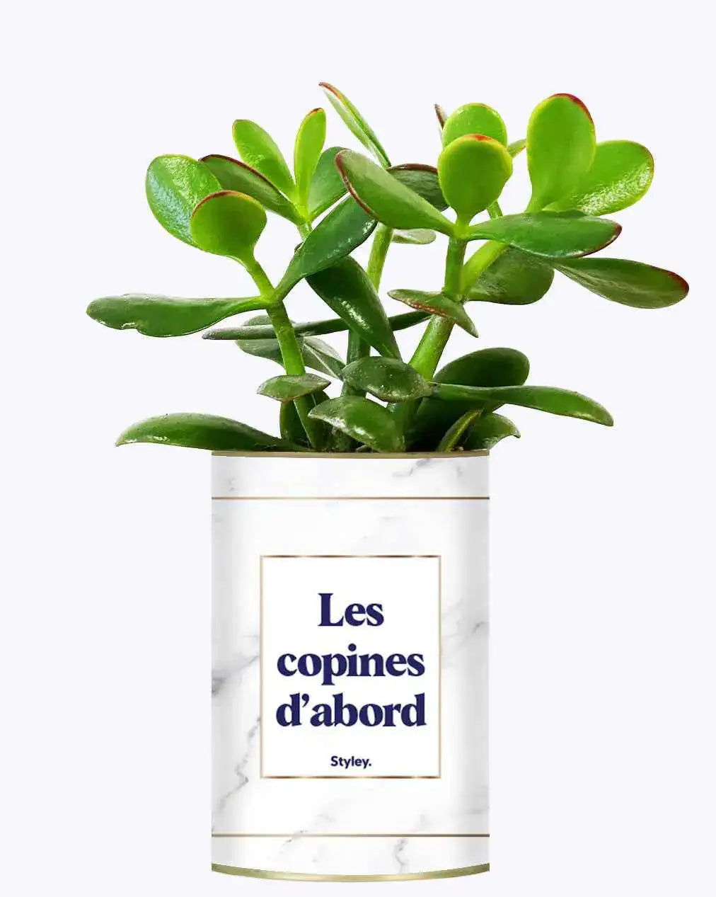 Les copines d'abord - Plante Crassula varié