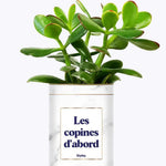 Les copines d'abord - Plante Crassula varié