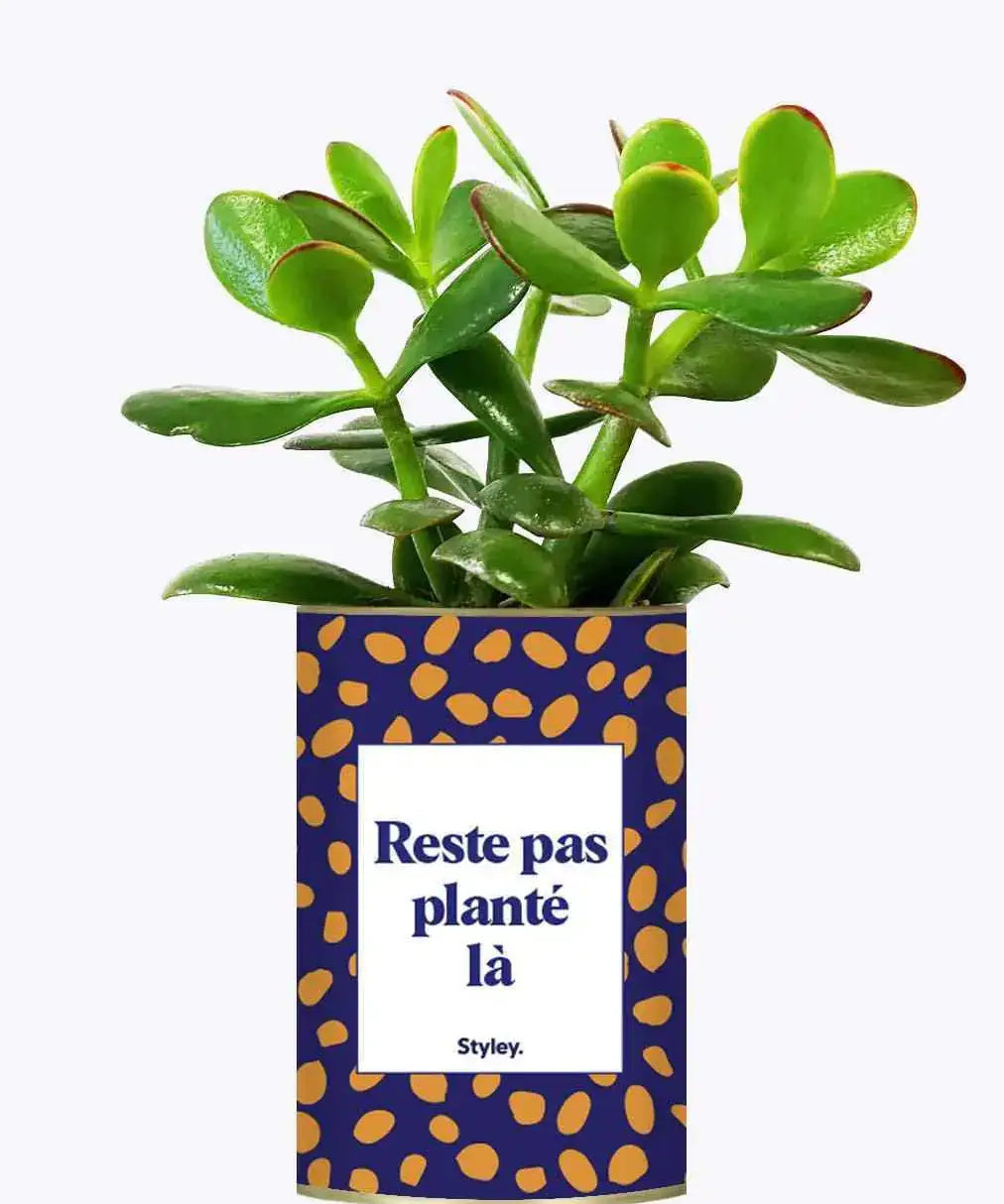 Reste pas planté là - Plante Crassula varié