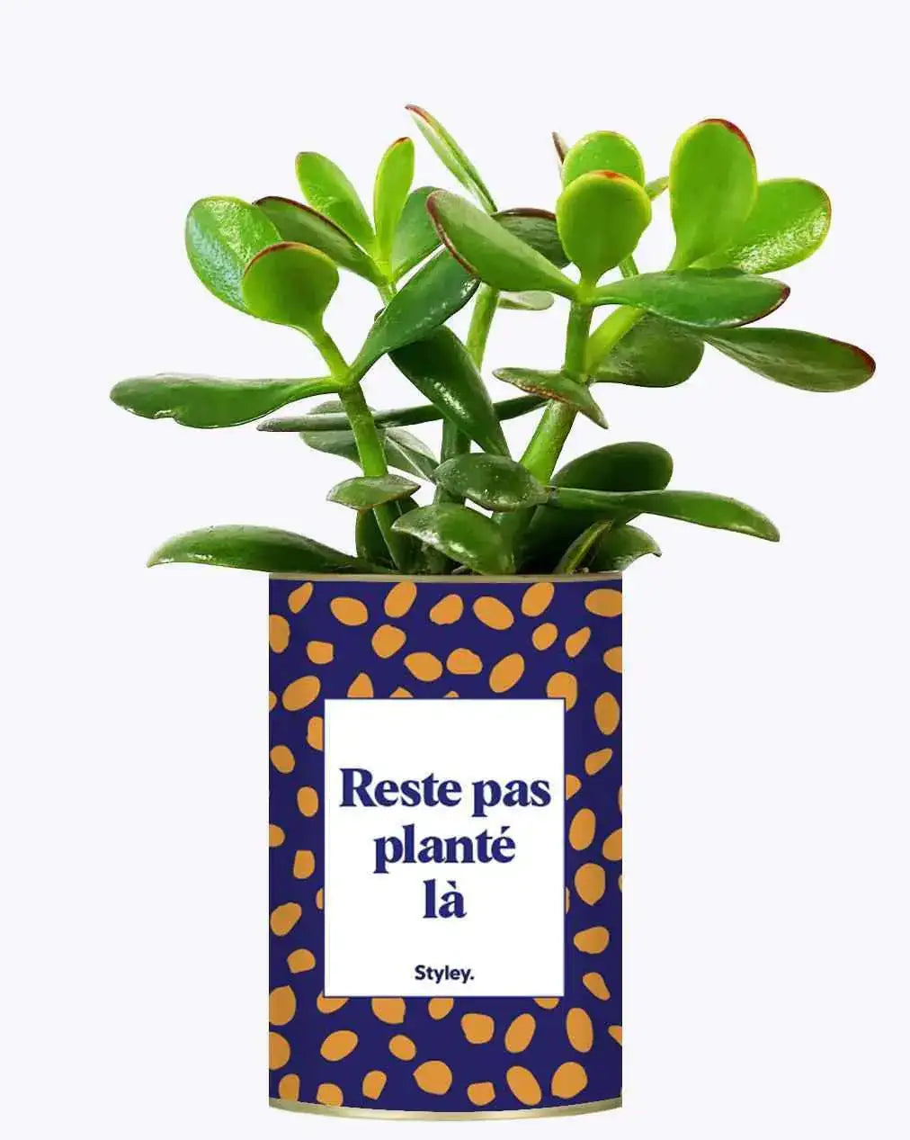Reste pas planté là - Plante Crassula varié