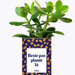 Reste pas planté là - Plante Crassula varié