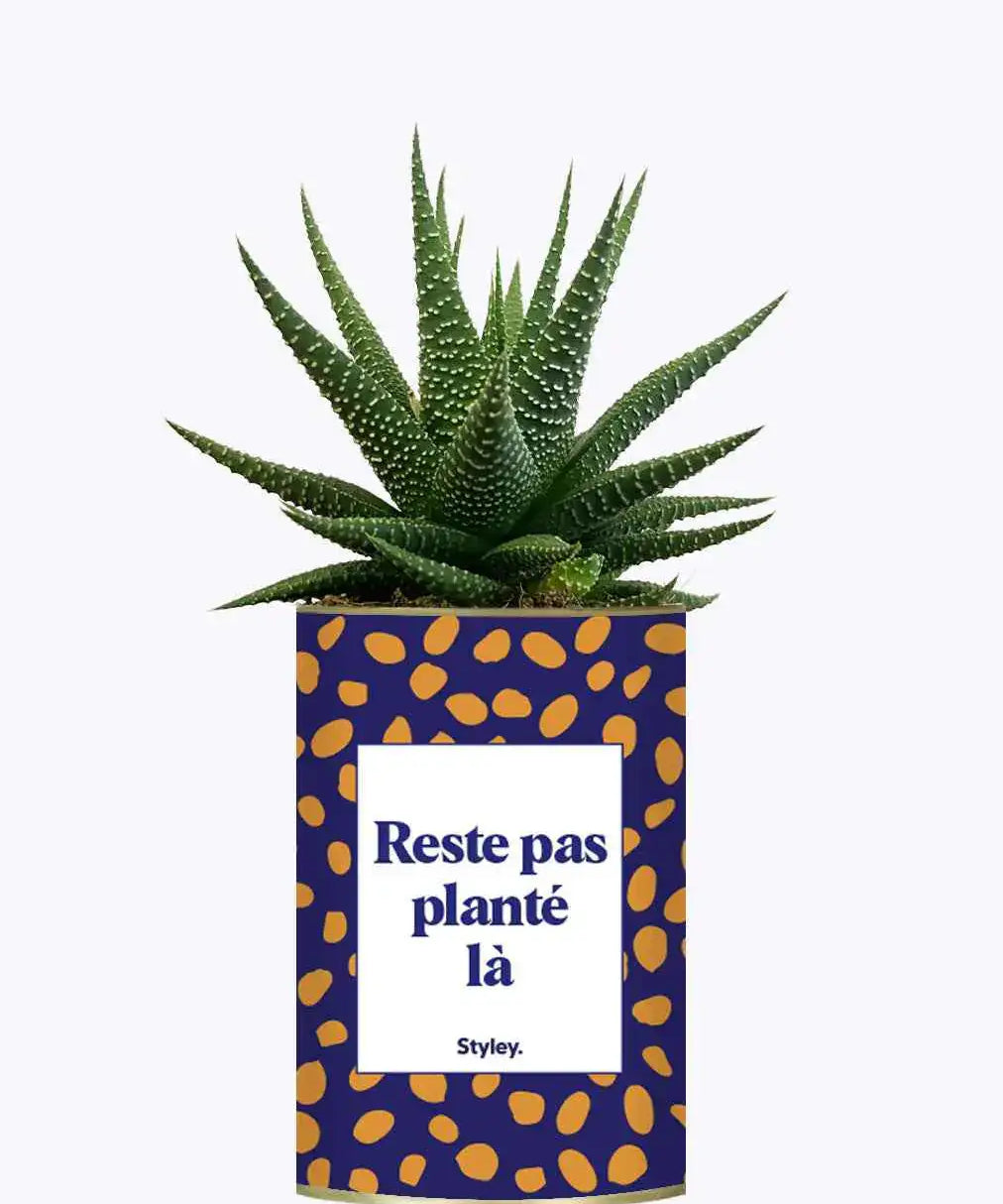 Reste pas planté là - Plante Haworthia varié