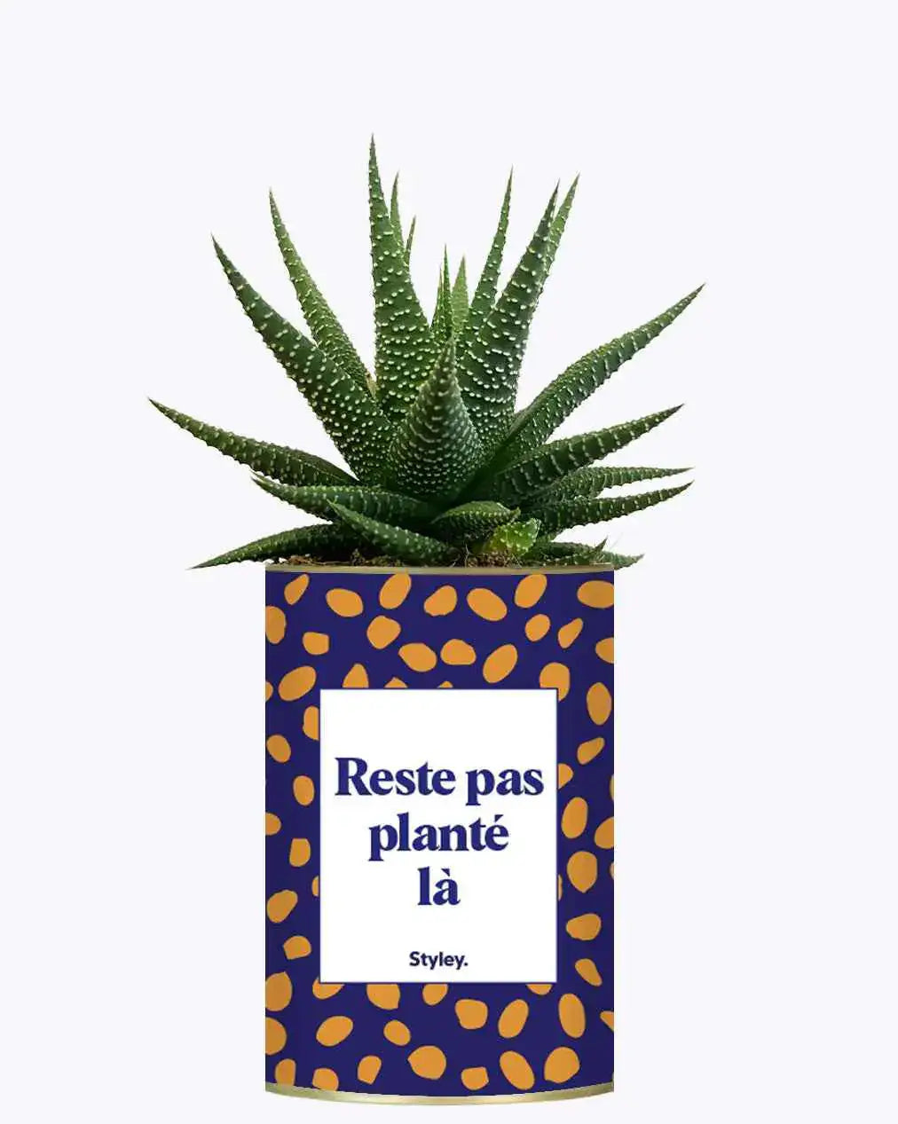 Reste pas planté là - Plante Haworthia varié