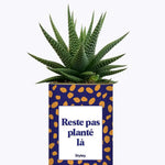 Reste pas planté là - Plante Haworthia varié