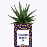Reste pas planté là - Plante Haworthia varié