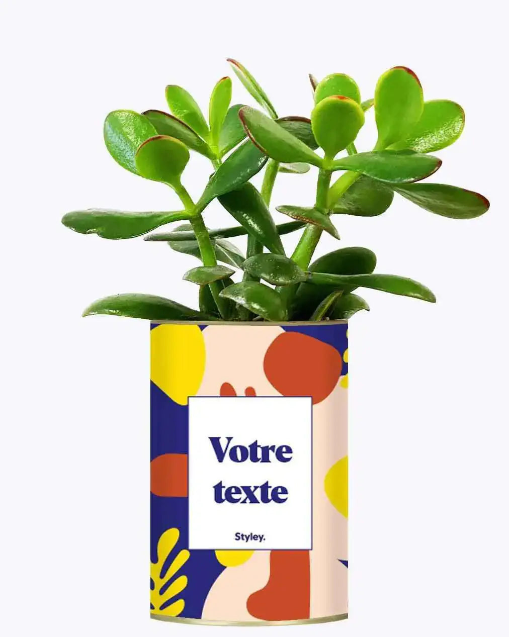 Cactus Josiane - Plante Personnalisable Crassula varié