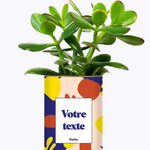Cactus Josiane - Plante Personnalisable Crassula varié