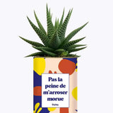 Pas la peine de m'arroser morue - Plante