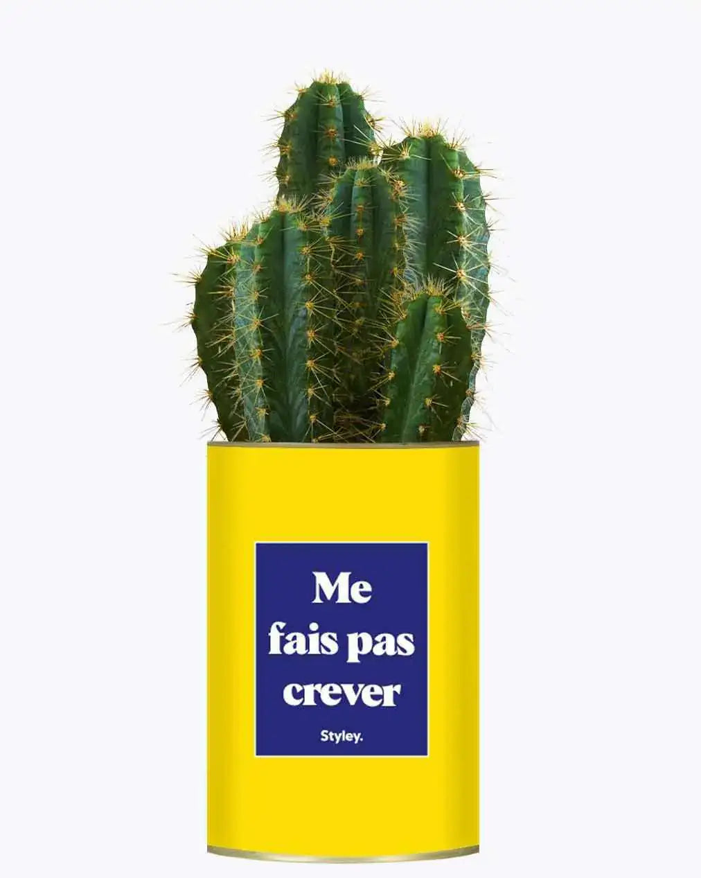 Me fais pas crever - Plante Cactus varié