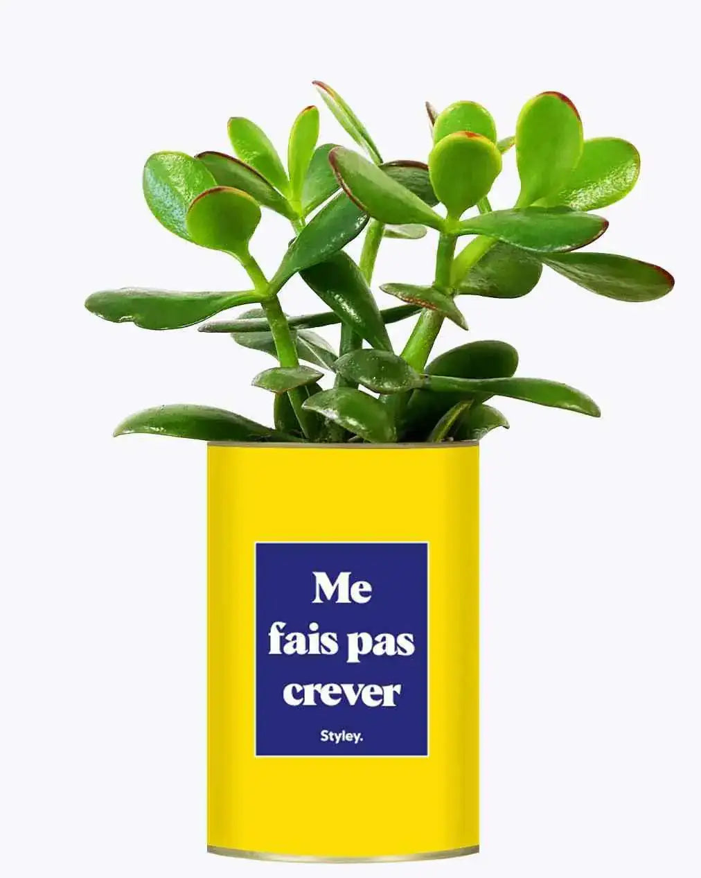 Me fais pas crever - Plante Crassula varié