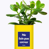 Me fais pas crever - Plante Crassula varié