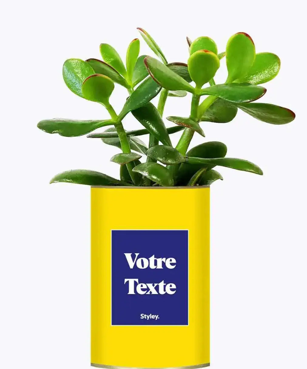 Cactus Thérèse - Plante Personnalisable