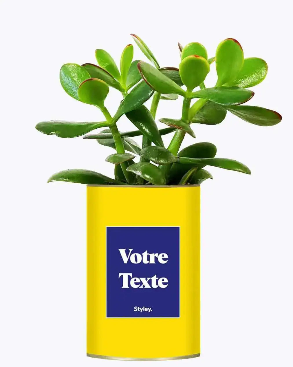 Cactus Thérèse - Plante Personnalisable