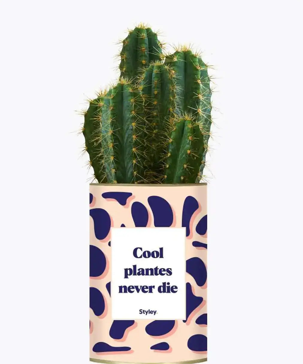 Cool plantes never die - Plante Cactus varié