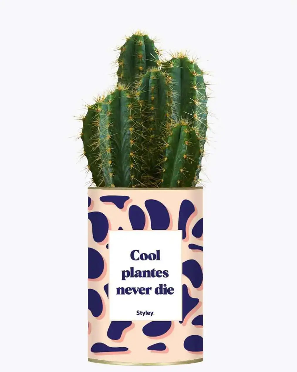 Cool plantes never die - Plante Cactus varié