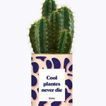 Cool plantes never die - Plante Cactus varié