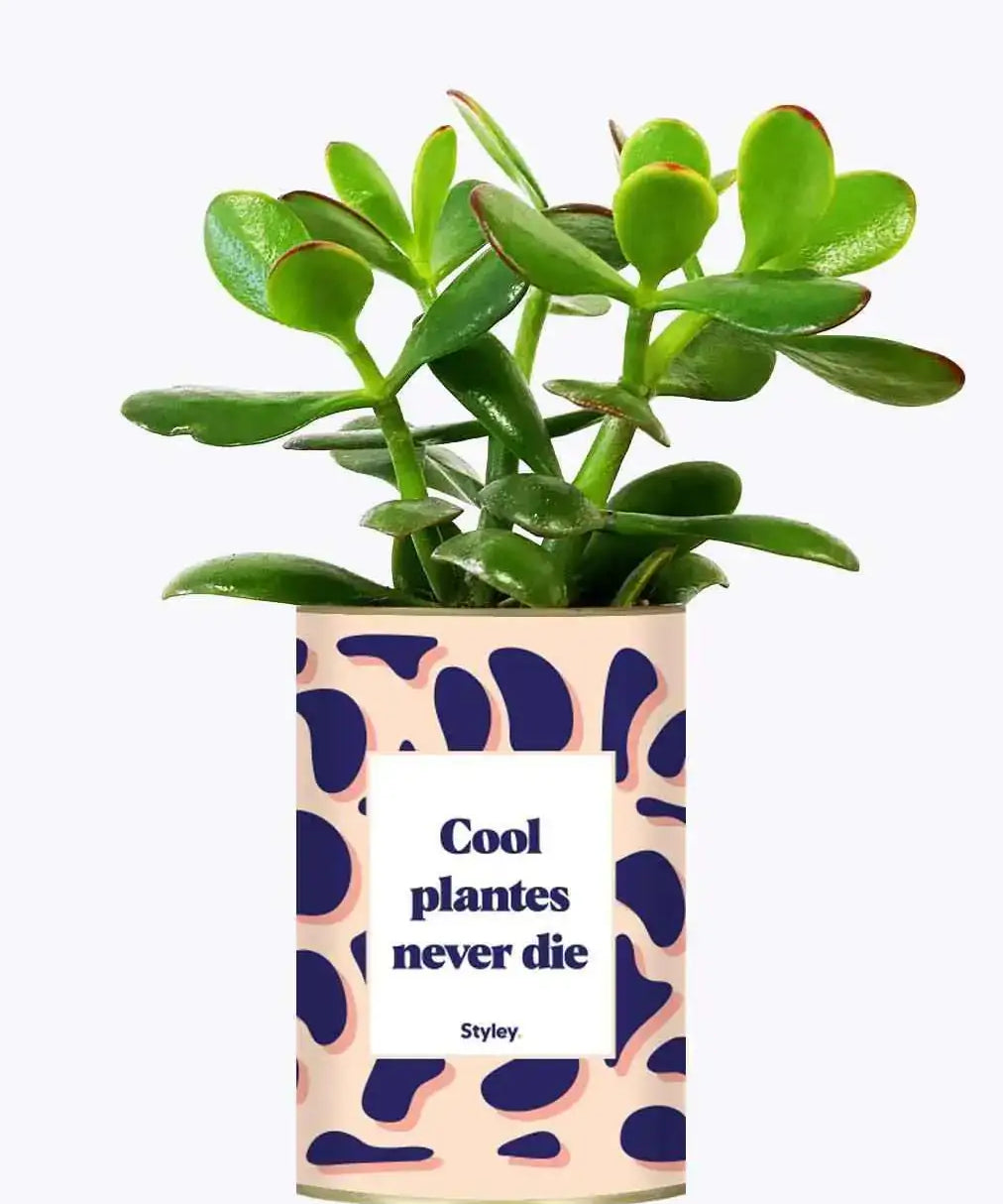 Cool plantes never die - Plante Crassula varié