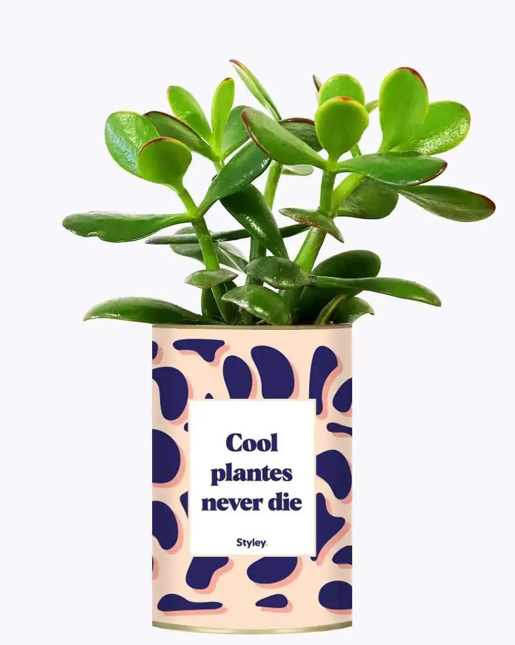 Cool plantes never die - Plante Crassula varié